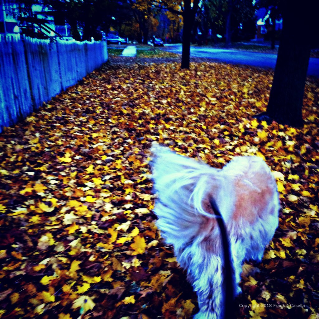 fall, tree, animal, dog, golden, retriever, leaves, autumn, walking, sidewalk, gold, brown, green, square, abstract, heat effect, iphone 5s, frank j casella, america, midwest, illinois,