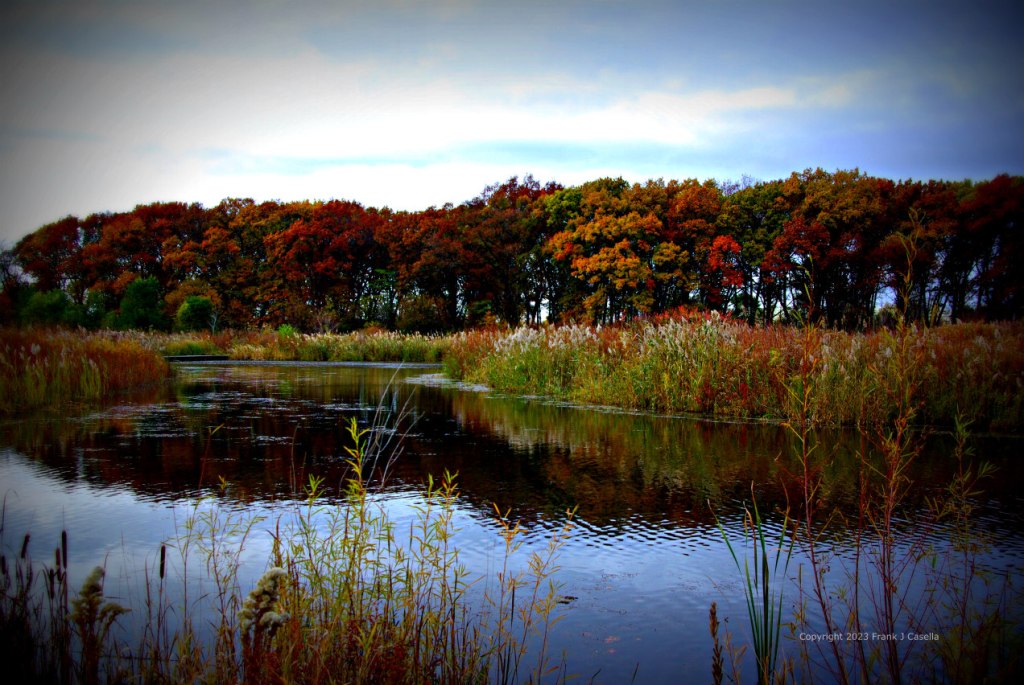 landscape, wetlands, fall colors, fall bloom, trees, water, reflection, frank-j-casella,