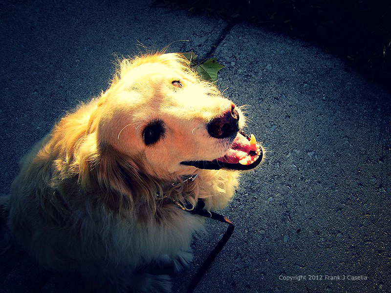 animal, dog, golden retriever, leash, pinch collar, sidewalk, sunlight, dog walk, frank j casella,